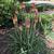 Kniphofia