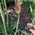 Kniphofia