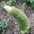 Kniphofia
