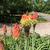Kniphofia
