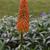 Kniphofia