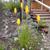 Kniphofia uvaria