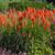 Kniphofia uvaria