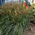 Kniphofia uvaria