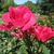 Flowers of Red Knockout