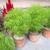 Kochia scoparia