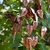 Seed Pods - Early Fall - Moore Co., NC