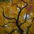Fall Color Leaf