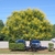 Koelreuteria paniculata
