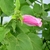 Flower bud