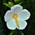 Flower detail