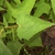 Elongated Spear Headed Green Leaves