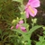 5 petalled pink flower with long yellow stamen & short anthers