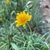 Flower and stem with hairs