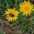 Flower with a bee
