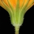 Flower bracts
