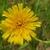 Flower detail