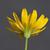 Back of flower