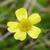 Ranunclus flammula