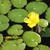 Nymphoides pelatum