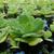 Pistia stratiotes