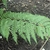 Single frond showing pinnules