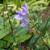 Scutellaria serrata