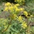 close-up of gold umbel
