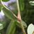 Stem, leaves