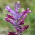 Cluster of purplish tubular flowers