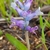 A spike of blue flowers growing from the ground.