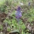 Form of plant in bloom