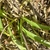 Green strap-like leaves