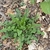 Green basal leaves with lobes
