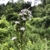 Panicle of bluish flowers
