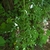Form with green leaves