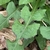 Green leaf with lobes