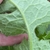 Underside of leaf with hairs