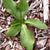 Lactuca spp.