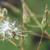 Lactuca spp.