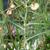 Lactuca spp.