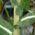 Lactuca spp.