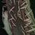 Lactuca spp.