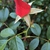 Bud