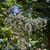 Lagerstroemia