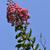 Lagerstroemia
