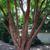 bark