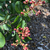 Lagerstroemia
