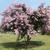 Lagerstroemia indica