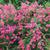 Full shrub in bloom
